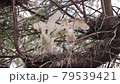 Little Egret chicks in the nest (babies, fledglings) 79539421