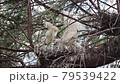 Little Egret chicks in the nest (babies, fledglings) 79539422