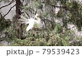 A single egret sitting on a tree branch, egret habitat landscape 79539423