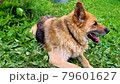 Very old dog breathing heavily in heat. 79601627