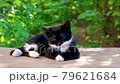 Cute black white kitten sleeping on bench. 79621684