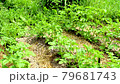 Potato field on farm. Potato growing process. 79681743