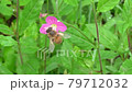 虫　ミツバチ 79712032