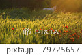 Poppy flowers growing on the green wheat field with a white horse in the morning light 79725657