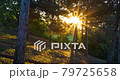 Mixed type forest illuminated by sun beams in the morning 79725658