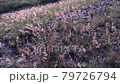 Flower sea 79726794