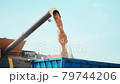 Unloading grains into truck by unloading auger. Ripe wheat grain falling from combine auger into cart. Wheat harvesting on field in summer season. Process of gathering crop by agricultural machinery 79744206