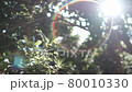 從夏天樹的陽光 從夏天樹的陽光 80010330