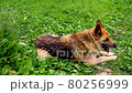 Very old dog breathing heavily in heat. 80256999