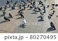 A lot of pigeons are walking on the street. Pigeons are a source of infections. 80270495