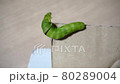 Chinese peacock butterfly fifth instar larvae move after diarrhea 80289004