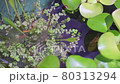 Aquatic plants and killifish 80313294