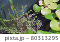 Aquatic plants and killifish 80313295
