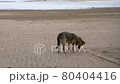 The street dog found food on the sandy beach. 80404416