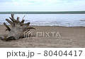 The driftwood lies on the bank 80404417