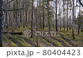 Forest with birches and pines in daylight. 80404423