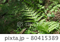 蕨類植物在陽光下搖曳穿過樹木雙慢兼容視頻 80415389