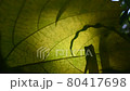 Leaves  80417698