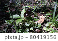 Butterfly 80419156