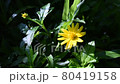 Nature  80419158