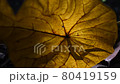 Leaves  80419159