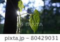 Forest 80429031