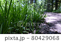 forest 80429068