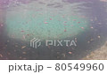 馬鯖魚群 80549960