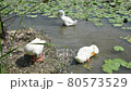 White ducks in a lotus pond outdoor field. 80573529