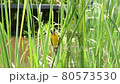 Yellow bird making a nest on a green plant 80573530