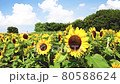 向日葵が咲く夏の季節 80588624