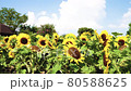 向日葵が咲く夏の季節 80588625