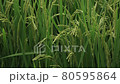 Japanese rice rice field 80595864