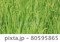 Japanese rice rice field 80595865