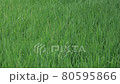 Japanese rice rice field 80595866