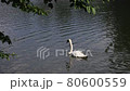 Japanese swan lake 80600559