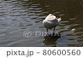 Japanese swan lake 80600560