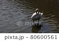 Japanese swan lake 80600561