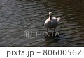 Japanese swan lake 80600562