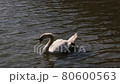 Japanese swan lake 80600563