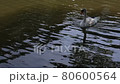 Japanese swan lake 80600564