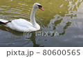 Japanese swan lake 80600565