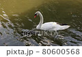 Japanese swan lake 80600568
