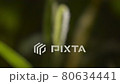 Save Nature Ecology Concept Video for ECO dates with Beautiful Spikelet of Grass in the Wind and Motivating Text. Moving Focus from Blurred to Normal. 80634441