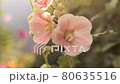 Bumble bee on gladiolus flowers collecting pollen in summer 80635516