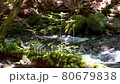 伊豆半島地質公園緩緩流淌的清溪與風中的植被 80679838