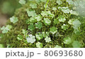 Small and cute grass on the mountain trail 80693680