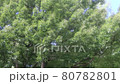 Cry of a cicada 80782801