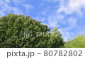 Blue sky cicada barks 80782802