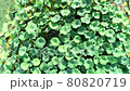 lotus leaves swaying in the pond 80820719